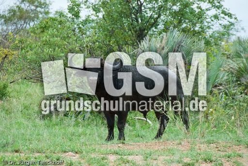 Afrikanischer Büffel (94 von 102).jpg